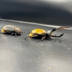 親161mm【ペア】DHリッキー ♂136mm♀71mm  ※送料事前連絡にて変更可 ※直接受け渡しに変更可の画像