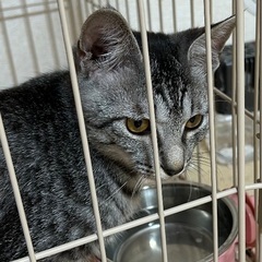 沖縄からのキジトラの推定7カ月人馴れ抜群リムくん