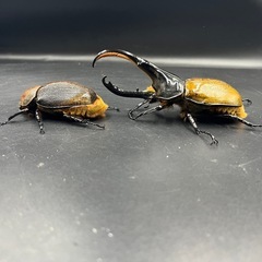 親161mm【ペア】DHリッキー ♂136mm♀78mm ※送料事前連絡にて変更可 ※直接受け渡しに変更可の画像