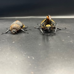 親161mm【ペア】DHリッキー ♂136mm♀78mm ※送料事前連絡にて変更可 ※直接受け渡しに変更可の画像