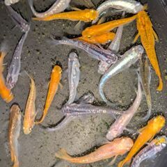 ●　２３５　メダカ　３０匹～３５匹　ラメ　２色　他　めだかの画像