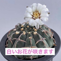 実生 サボテン ギムノカリキウム バッテリー3点の画像