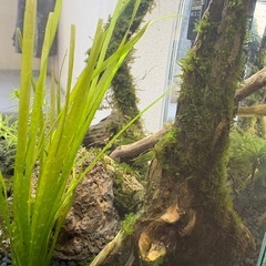 アクアリウムセットの画像