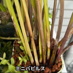 ビオトープ水草　の画像
