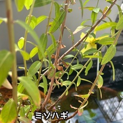 ビオトープ水草　の画像