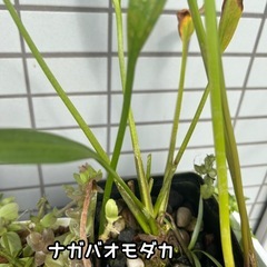 ビオトープ水草　の画像