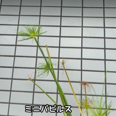 ビオトープ水草　の画像