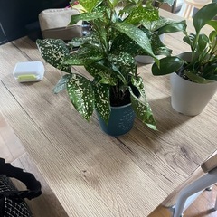 10/7までの取引き可能な方‼️③観葉植物4点セットお買い得🪴の画像