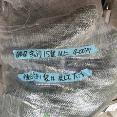 本日限定きゅうり5袋購入につき、1袋サービス10袋購入につき3袋サービス　朝取立て　野菜の画像
