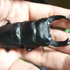 福岡県産オオクワガタ ♂74.8ミリの画像