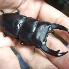 福岡県産オオクワガタ ♂74.8ミリの画像