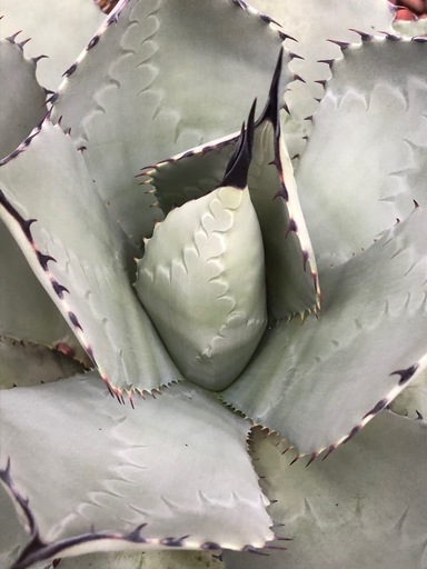 アガベ　姫吉祥天　吉祥天