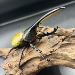 【新成虫】DHヘラクレス ♂単121mm ※送料事前連絡にて変更可 ※直接受け渡しに変更可の画像