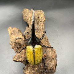 【新成虫】DHヘラクレス ♂単121mm ※送料事前連絡にて変更可 ※直接受け渡しに変更可の画像