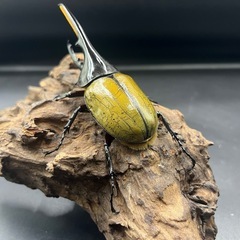 【新成虫】DHヘラクレス ♂単121mm ※送料事前連絡にて変更可 ※直接受け渡しに変更可の画像