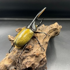 【新成虫】DHヘラクレス ♂単121mm ※送料事前連絡にて変更可 ※直接受け渡しに変更可の画像