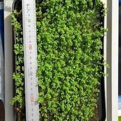 とっても小さな葉で地面を這うように伸びるニューラージパールグラスの画像