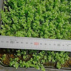 とっても小さな葉で地面を這うように伸びるニューラージパールグラスの画像