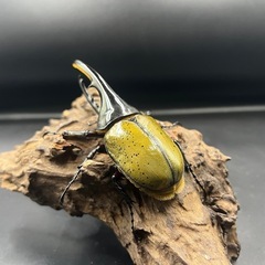 【新成虫】DHヘラクレス ♂単122mm ※送料事前連絡にて変更可 ※直接受け渡しに変更可の画像