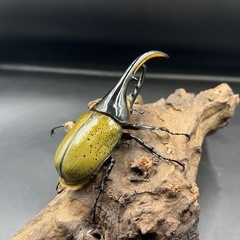 【新成虫】DHヘラクレス ♂単122mm ※送料事前連絡にて変更可 ※直接受け渡しに変更可の画像