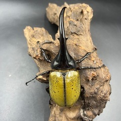 【新成虫】DHヘラクレス ♂単122mm ※送料事前連絡にて変更可 ※直接受け渡しに変更可の画像