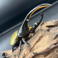 【新成虫】DHヘラクレス ♂単122mm ※送料事前連絡にて変更可 ※直接受け渡しに変更可の画像