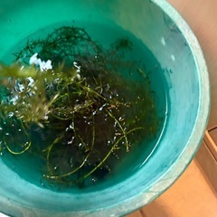 メダカ飼育　水草の画像