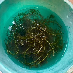 メダカ飼育　水草の画像
