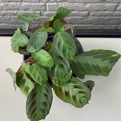 【観葉植物】マランタ•レウコネウラ•マッサンゲアナの画像
