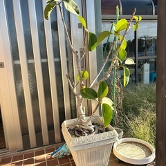 観葉植物の画像