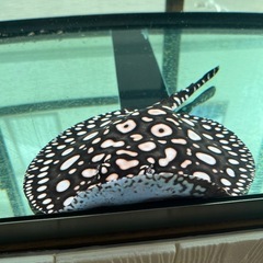 品川ダイヤモンドポルカの画像