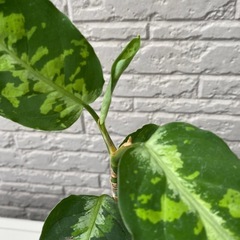 【観葉植物】アグラオネマ•ピクタム•トリカラーの画像