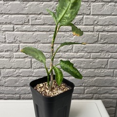 【観葉植物】アグラオネマ•ピクタム•トリカラーの画像