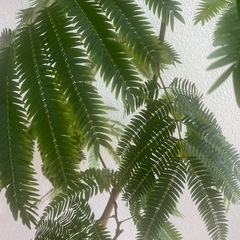 【観葉植物】　エバーフレッシュ　95cmの画像