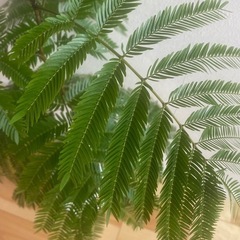 【観葉植物】　エバーフレッシュ　95cmの画像