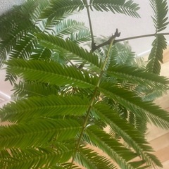 【観葉植物】　エバーフレッシュ　95cmの画像