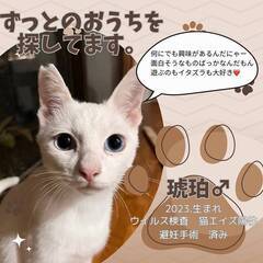 多頭崩壊の猫たち残り9頭の里親募集中(=^・^=)