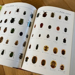 原色昆虫図鑑
の画像