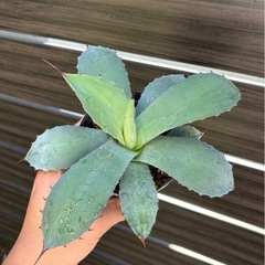 アガベ　パリーの画像