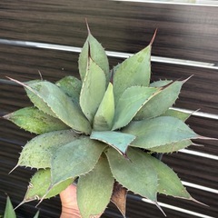 アガベ　パリーの画像