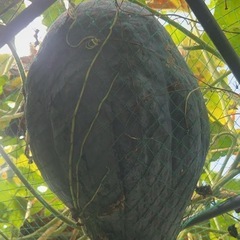 野菜の画像