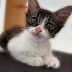 子猫里親募集中