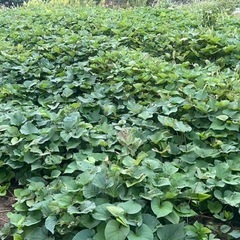 野菜の画像