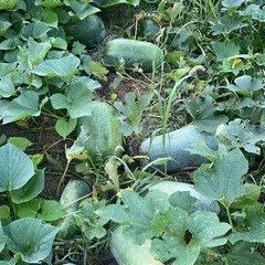 野菜の画像