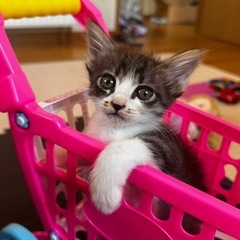 子猫里親募集中