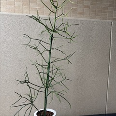 ユーフォルビアミルクブッシュA鉢植えの画像