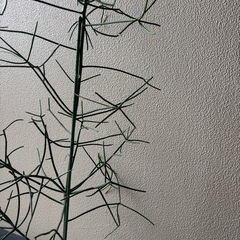 ユーフォルビアミルクブッシュA鉢植えの画像