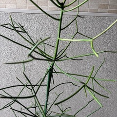 ユーフォルビアミルクブッシュA鉢植えの画像