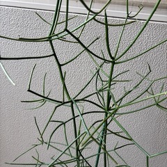 ユーフォルビアミルクブッシュB鉢植えの画像