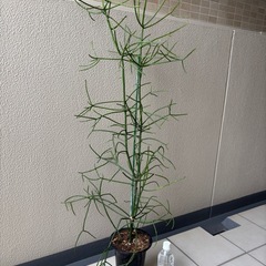 ユーフォルビアミルクブッシュB鉢植えの画像